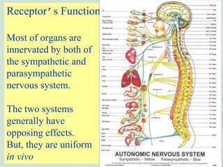 Sympathetic Reeptor Chapter 6 Introduction to autonomic Pharmacology.ppt