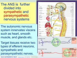 Chapter 6 Introduction to autonomic Pharmacology.ppt