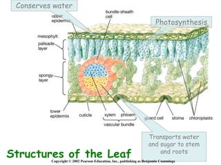 Structures of the Leaf
Photosynthesis
Conserves water
Transports water
and sugar to stem
and roots
Copyright © 2002 Pearson Education, Inc., publishing as Benjamin Cummings
 