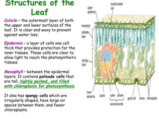 Structures of the
Leaf
Cuticle – the outermost layer of both
the upper and lower surfaces of the
leaf. It is clear and waxy to prevent
against water loss.
Epidermis – a layer of cells one cell
thick that provides protection for the
inner tissues. These cells are clear to
allow light to reach the photosynthetic
tissues.
Mesophyll – between the epidermal
layers. It contains palisade cells that
are tall, tightly packed, and filled
with chloroplasts for photosynthesis.
It also has spongy cells which are
irregularly shaped, have large air
spaces between them, and fewer
chloroplasts.
 
