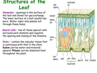 Structures of the
Leaf
Stomates – openings in the surface of
the leaf and stems for gas exchange.
The lower surface of a leaf usually has
more. Water vapor also passes out
through these holes.
Guard cells – two of these special cells
surround each stomate and regulate
the opening and closing of the stomate.
Veins – contain the vascular tissue that
is continuous with that in the stem.
Xylem carries water and minerals
upward. Phloem carries dissolved food
throughout the plant.
 