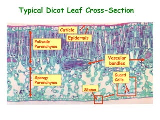 Typical Dicot Leaf Cross-Section
Palisade
Parenchyma
Spongy
Parenchyma
Vascular
bundles
Epidermis
Cuticle
Stoma
Guard
Cells
 
