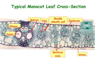 Typical Monocot Leaf Cross-Section
Xylem
Phloem
Bulliform
Cells
Stoma
Epidermis
Midvein Vein
Bundle
sheath cell
 