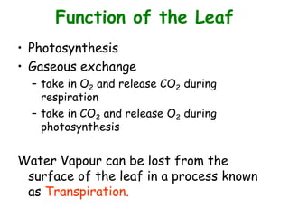 Function of the Leaf
• Photosynthesis
• Gaseous exchange
– take in O2 and release CO2 during
respiration
– take in CO2 and release O2 during
photosynthesis
Water Vapour can be lost from the
surface of the leaf in a process known
as Transpiration.
 