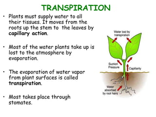 TRANSPIRATION
• Plants must supply water to all
their tissues. It moves from the
roots up the stem to the leaves by
capillary action.
• Most of the water plants take up is
lost to the atmosphere by
evaporation.
• The evaporation of water vapor
from plant surfaces is called
transpiration.
• Most takes place through
stomates.
 