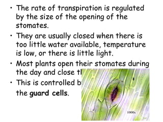 • The rate of transpiration is regulated
by the size of the opening of the
stomates.
• They are usually closed when there is
too little water available, temperature
is low, or there is little light.
• Most plants open their stomates during
the day and close them at night.
• This is controlled by
the guard cells.
 