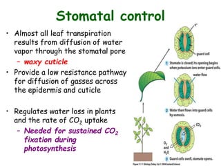 Stomatal control
• Almost all leaf transpiration
results from diffusion of water
vapor through the stomatal pore
– waxy cuticle
• Provide a low resistance pathway
for diffusion of gasses across
the epidermis and cuticle
• Regulates water loss in plants
and the rate of CO2 uptake
– Needed for sustained CO2
fixation during
photosynthesis
 