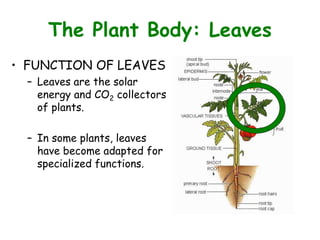 The Plant Body: Leaves
• FUNCTION OF LEAVES
– Leaves are the solar
energy and CO2 collectors
of plants.
– In some plants, leaves
have become adapted for
specialized functions.
 