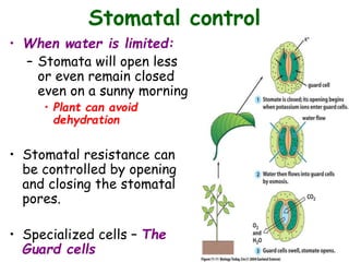 Stomatal control
• When water is limited:
– Stomata will open less
or even remain closed
even on a sunny morning
• Plant can avoid
dehydration
• Stomatal resistance can
be controlled by opening
and closing the stomatal
pores.
• Specialized cells – The
Guard cells
 