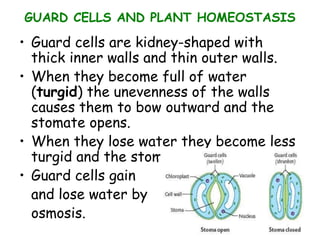 GUARD CELLS AND PLANT HOMEOSTASIS
• Guard cells are kidney-shaped with
thick inner walls and thin outer walls.
• When they become full of water
(turgid) the unevenness of the walls
causes them to bow outward and the
stomate opens.
• When they lose water they become less
turgid and the stomate closes.
• Guard cells gain
and lose water by
osmosis.
 