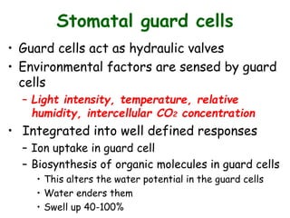 Stomatal guard cells
• Guard cells act as hydraulic valves
• Environmental factors are sensed by guard
cells
– Light intensity, temperature, relative
humidity, intercellular CO2 concentration
• Integrated into well defined responses
– Ion uptake in guard cell
– Biosynthesis of organic molecules in guard cells
• This alters the water potential in the guard cells
• Water enders them
• Swell up 40-100%
 