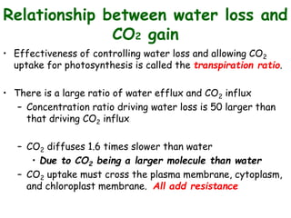Relationship between water loss and
CO2 gain
• Effectiveness of controlling water loss and allowing CO2
uptake for photosynthesis is called the transpiration ratio.
• There is a large ratio of water efflux and CO2 influx
– Concentration ratio driving water loss is 50 larger than
that driving CO2 influx
– CO2 diffuses 1.6 times slower than water
• Due to CO2 being a larger molecule than water
– CO2 uptake must cross the plasma membrane, cytoplasm,
and chloroplast membrane. All add resistance
 