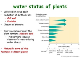 water status of plants
• Cell division slows down
• Reduction of synthesis of:
– Cell wall
– Proteins
• Closure of stomata
• Due to accumulation of the
plant hormone Abscisic acid
– This hormone induces
closure of stomata during
water stress
• Naturally more of this
hormone in desert plants
 