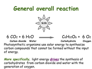 General overall reaction
6 CO2 + 6 H2O C6H12O6 + 6 O2
Carbon dioxide Water Carbohydrate Oxygen
Photosynthetic organisms use solar energy to synthesize
carbon compounds that cannot be formed without the input
of energy.
More specifically, light energy drives the synthesis of
carbohydrates from carbon dioxide and water with the
generation of oxygen.
 