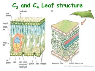 C3 and C4 Leaf structure
 