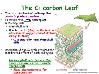 The C4 carbon Leaf
• This is a biochemical pathway that
prevents photorespiration
• C4 leaves have TWO chloroplast
containing cells
– Mesophyll cells
– Bundle sheath (deep in the leaf so
atmospheric oxygen cannot diffuse
easily to them)
• C3 plants only have Mesophyll
cells
• Operation of the C4 cycle requires the
coordinated effort of both cell types
– No mesophyll cells is more than
three cells away from a bundle
sheath cells
• Many plasmodesmata for
communication
 