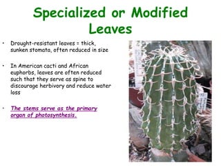 Specialized or Modified
Leaves
• Drought-resistant leaves = thick,
sunken stomata, often reduced in size
• In American cacti and African
euphorbs, leaves are often reduced
such that they serve as spine to
discourage herbivory and reduce water
loss
• The stems serve as the primary
organ of photosynthesis.
 