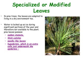 Specialized or Modified
Leaves
• In pine trees, the leaves are adapted to
living in a dry environment too.
• Water is locked up as ice during
significant portions of the year and
therefore not available to the plant;
pine leaves possess
– sunken stomata,
– thick cuticles
– needle-like leaves
– hypodermis, which is an extra
cells just underneath the
epidermis –
 