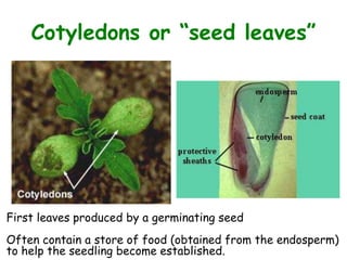 Cotyledons or “seed leaves”
First leaves produced by a germinating seed
Often contain a store of food (obtained from the endosperm)
to help the seedling become established.
 