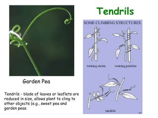 Tendrils
Garden Pea
Tendrils - blade of leaves or leaflets are
reduced in size, allows plant to cling to
other objects (e.g., sweet pea and
garden peas.
 