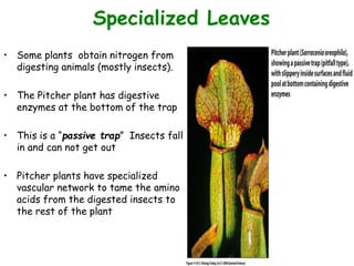 Figure 11.8 (1)
Specialized Leaves
• Some plants obtain nitrogen from
digesting animals (mostly insects).
• The Pitcher plant has digestive
enzymes at the bottom of the trap
• This is a “passive trap” Insects fall
in and can not get out
• Pitcher plants have specialized
vascular network to tame the amino
acids from the digested insects to
the rest of the plant
 
