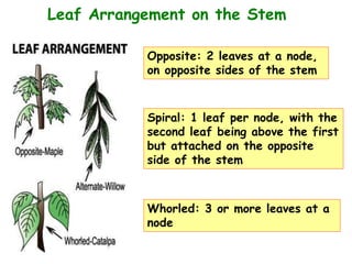 Leaf Arrangement on the Stem
Opposite: 2 leaves at a node,
on opposite sides of the stem
Spiral: 1 leaf per node, with the
second leaf being above the first
but attached on the opposite
side of the stem
Whorled: 3 or more leaves at a
node
 