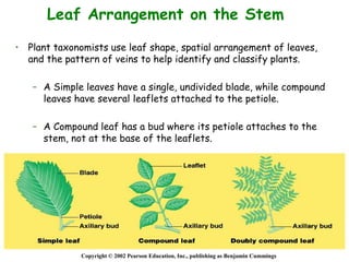 • Plant taxonomists use leaf shape, spatial arrangement of leaves,
and the pattern of veins to help identify and classify plants.
– A Simple leaves have a single, undivided blade, while compound
leaves have several leaflets attached to the petiole.
– A Compound leaf has a bud where its petiole attaches to the
stem, not at the base of the leaflets.
Copyright © 2002 Pearson Education, Inc., publishing as Benjamin Cummings
Leaf Arrangement on the Stem
 