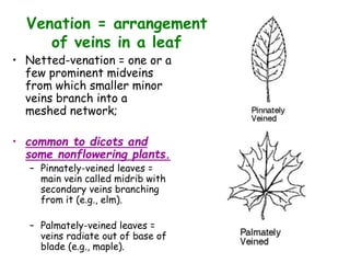 Venation = arrangement
of veins in a leaf
• Netted-venation = one or a
few prominent midveins
from which smaller minor
veins branch into a
meshed network;
• common to dicots and
some nonflowering plants.
– Pinnately-veined leaves =
main vein called midrib with
secondary veins branching
from it (e.g., elm).
– Palmately-veined leaves =
veins radiate out of base of
blade (e.g., maple).
 