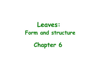 Leaves:
Form and structure
Chapter 6
 