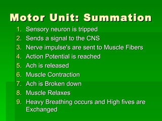 Motor Unit: Summation Sensory neuron is tripped  Sends a signal to the CNS  Nerve impulse's are sent to Muscle Fibers Action Potential is reached  Ach is released Muscle Contraction Ach is Broken down Muscle Relaxes  Heavy Breathing occurs and High fives are Exchanged 