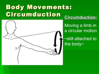Body Movements: Circumduction Circumduction: Moving a limb in a circular motion  ~still attached to the body~ 
