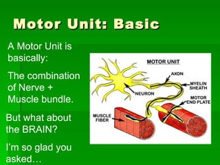 Motor Unit: Basic A Motor Unit is basically: The combination of Nerve + Muscle bundle.  But what about the BRAIN? I’m so glad you asked… 