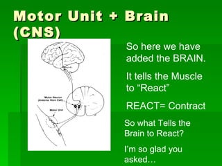 Motor Unit + Brain (CNS) So here we have added the BRAIN.  It tells the Muscle to “React”  REACT= Contract  So what Tells the Brain to React? I’m so glad you asked… 