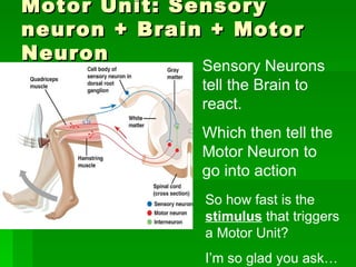 Motor Unit: Sensory neuron + Brain + Motor Neuron Sensory Neurons tell the Brain to react.  Which then tell the Motor Neuron to go into action So how fast is the  stimulus  that triggers a Motor Unit? I’m so glad you ask… 