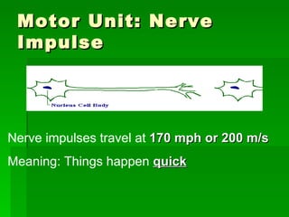Motor Unit: Nerve Impulse Nerve impulses travel at  170 mph or 200 m/s  Meaning: Things happen  quick 