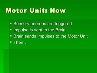 Motor Unit: Now Sensory neurons are triggered Impulse is sent to the Brain Brain sends impulses to the Motor Unit Then… 
