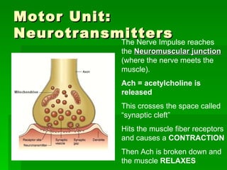 Motor Unit: Neurotransmitters  The Nerve Impulse reaches the  Neuromuscular junction  (where the nerve meets the muscle). Ach = acetylcholine is released   This crosses the space called “synaptic cleft”  Hits the muscle fiber receptors and causes a  CONTRACTION Then Ach is broken down and the muscle  RELAXES  