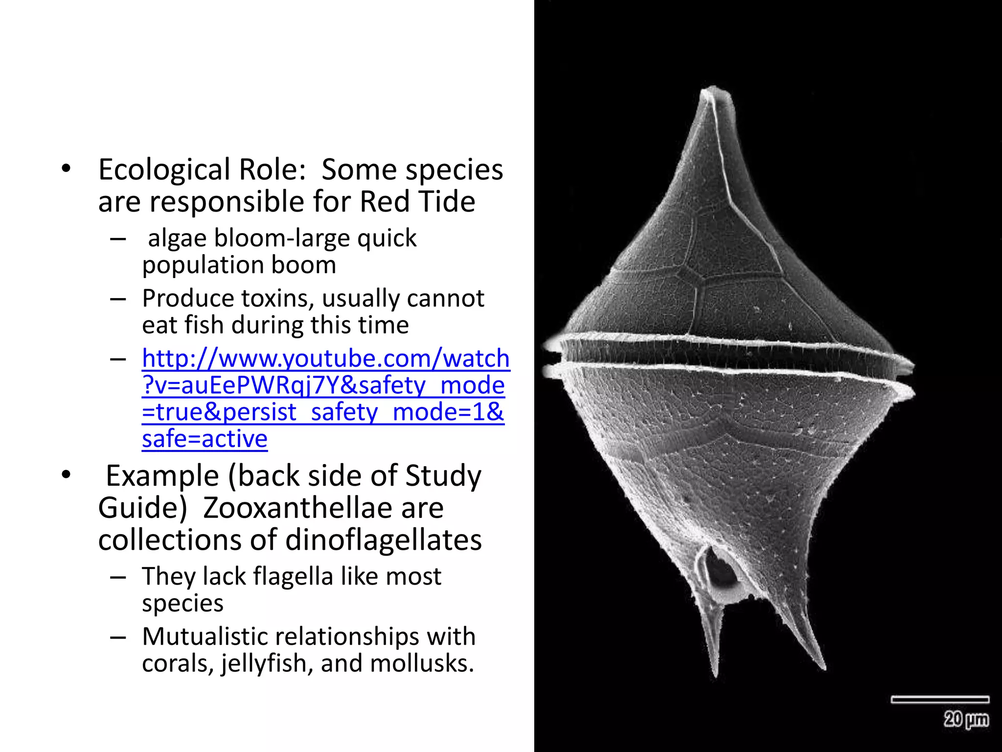 • Ecological Role: Some species
  are responsible for Red Tide
   – algae bloom-large quick
     population boom
   – Produce toxins, usually cannot
     eat fish during this time
   – http://www.youtube.com/watch
     ?v=auEePWRqj7Y&safety_mode
     =true&persist_safety_mode=1&
     safe=active
• Example (back side of Study
  Guide) Zooxanthellae are
  collections of dinoflagellates
   – They lack flagella like most
     species
   – Mutualistic relationships with
     corals, jellyfish, and mollusks.
 