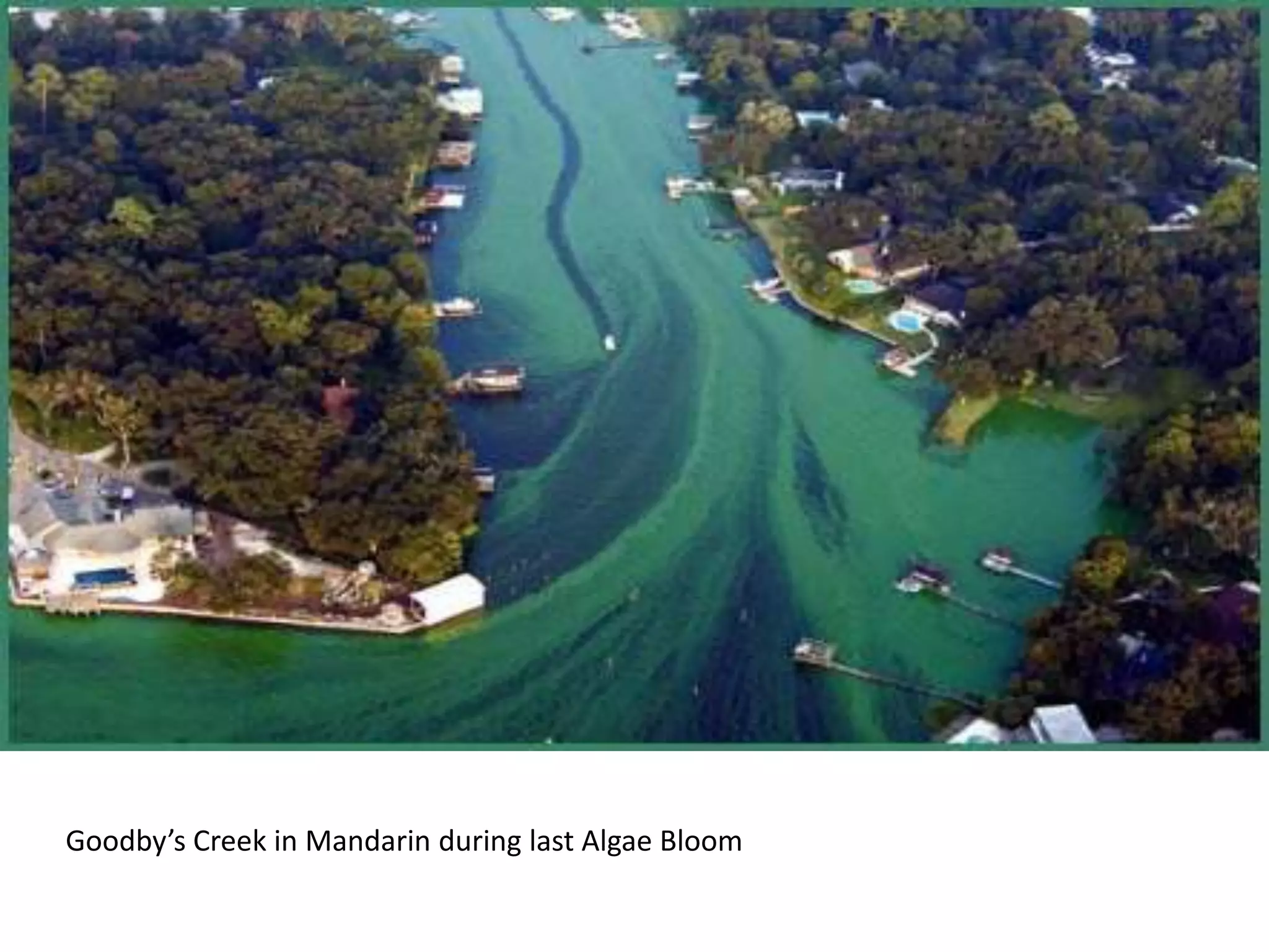 Goodby’s Creek in Mandarin during last Algae Bloom
 