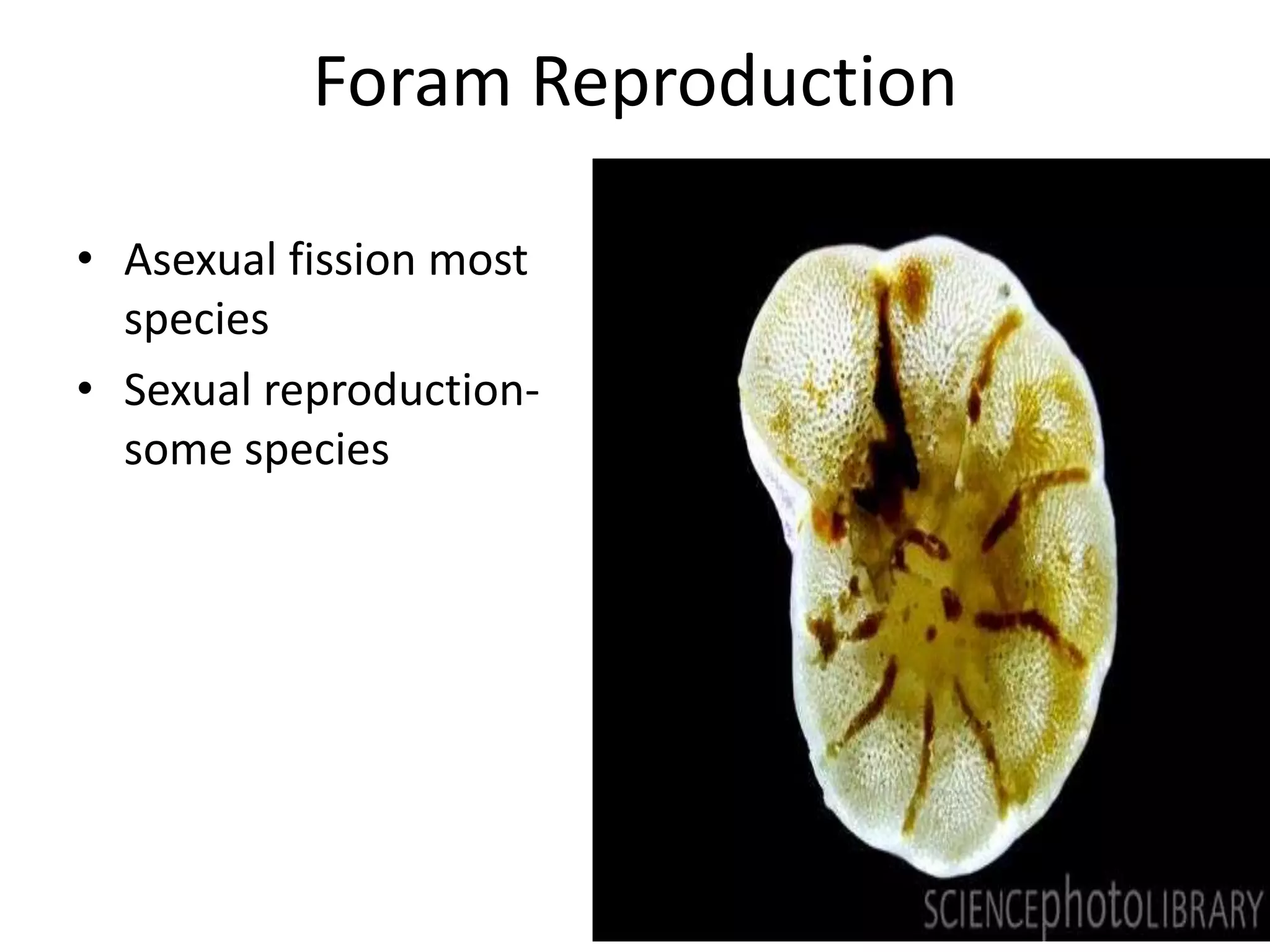 Foram Reproduction

• Asexual fission most
  species
• Sexual reproduction-
  some species
 