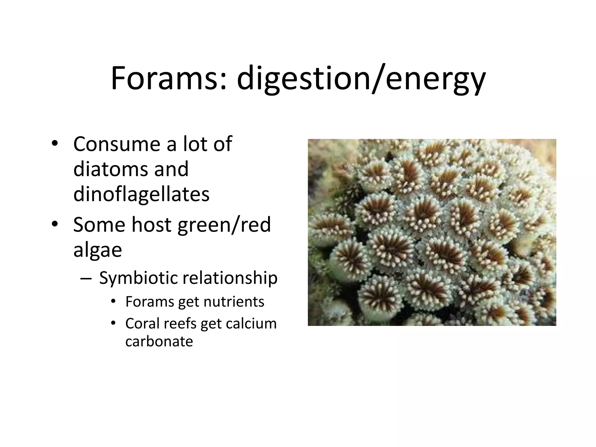 Forams: digestion/energy
• Consume a lot of
  diatoms and
  dinoflagellates
• Some host green/red
  algae
  – Symbiotic relationship
     • Forams get nutrients
     • Coral reefs get calcium
       carbonate
 