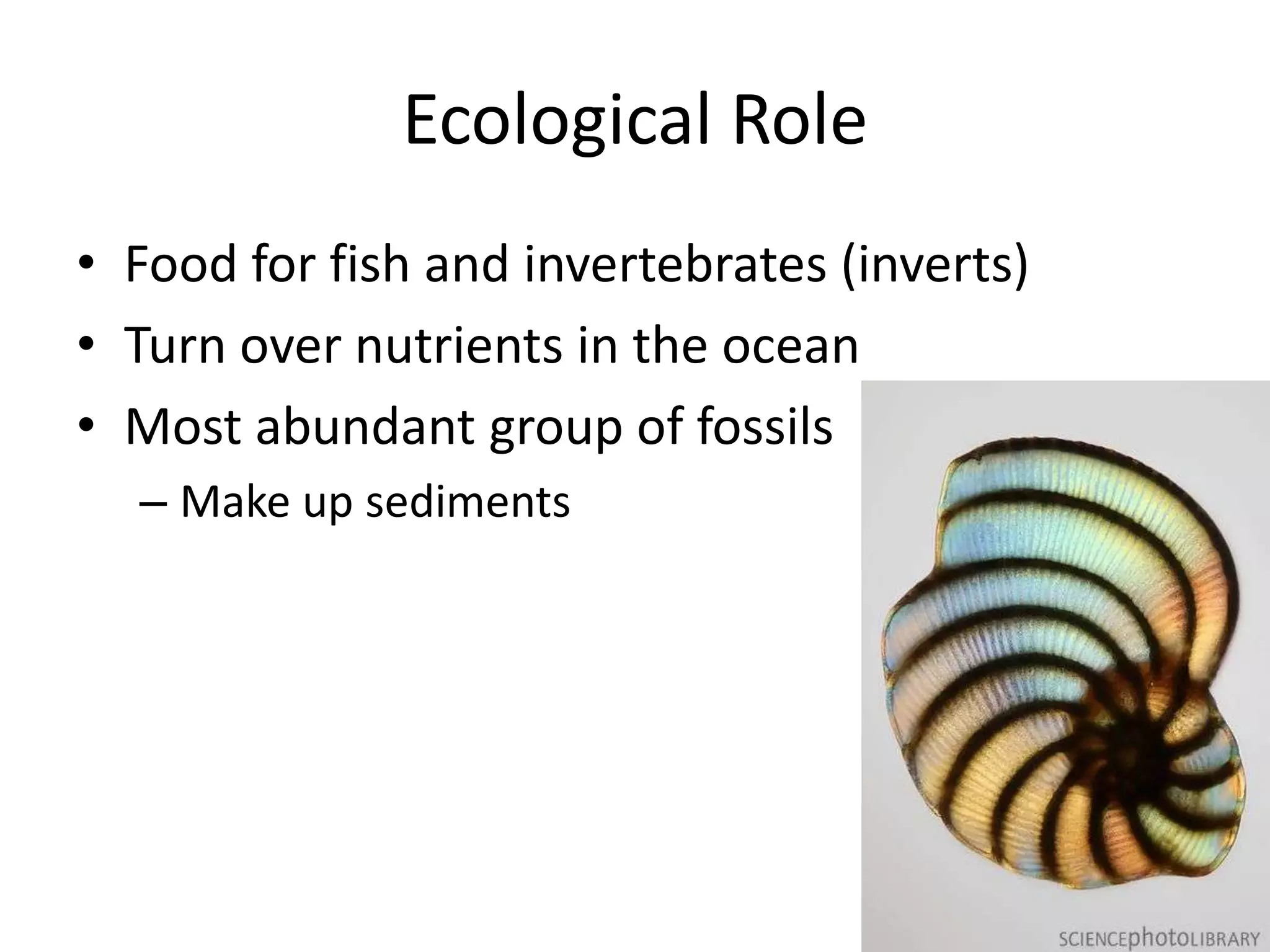 Ecological Role
• Food for fish and invertebrates (inverts)
• Turn over nutrients in the ocean
• Most abundant group of fossils
  – Make up sediments
 