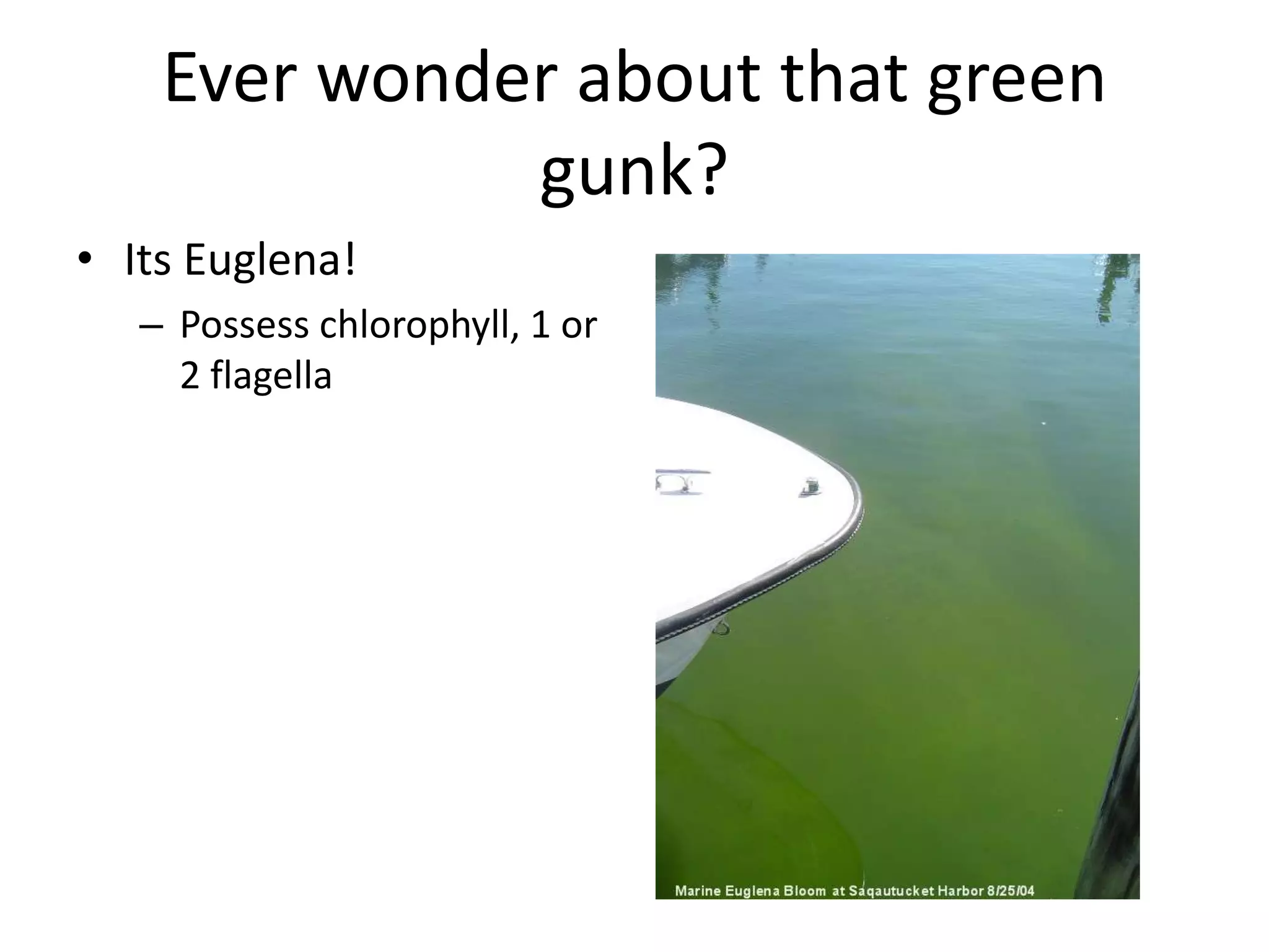 Ever wonder about that green
              gunk?
• Its Euglena!
   – Possess chlorophyll, 1 or
     2 flagella
 