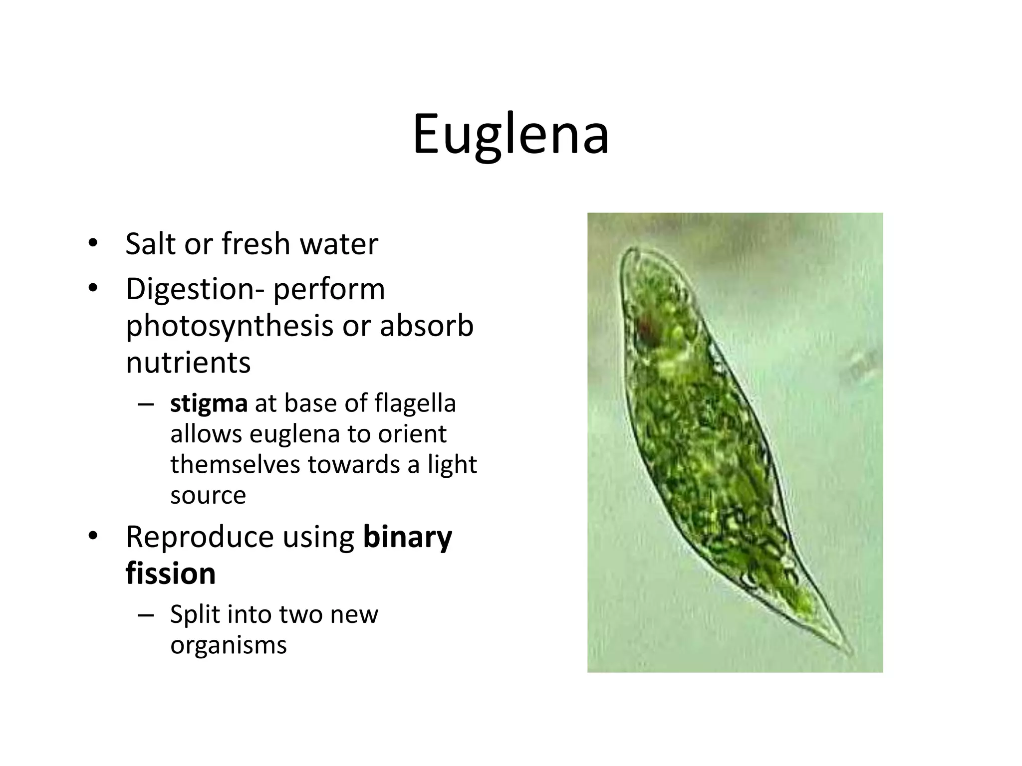 Euglena
• Salt or fresh water
• Digestion- perform
  photosynthesis or absorb
  nutrients
   – stigma at base of flagella
     allows euglena to orient
     themselves towards a light
     source
• Reproduce using binary
  fission
   – Split into two new
     organisms
 