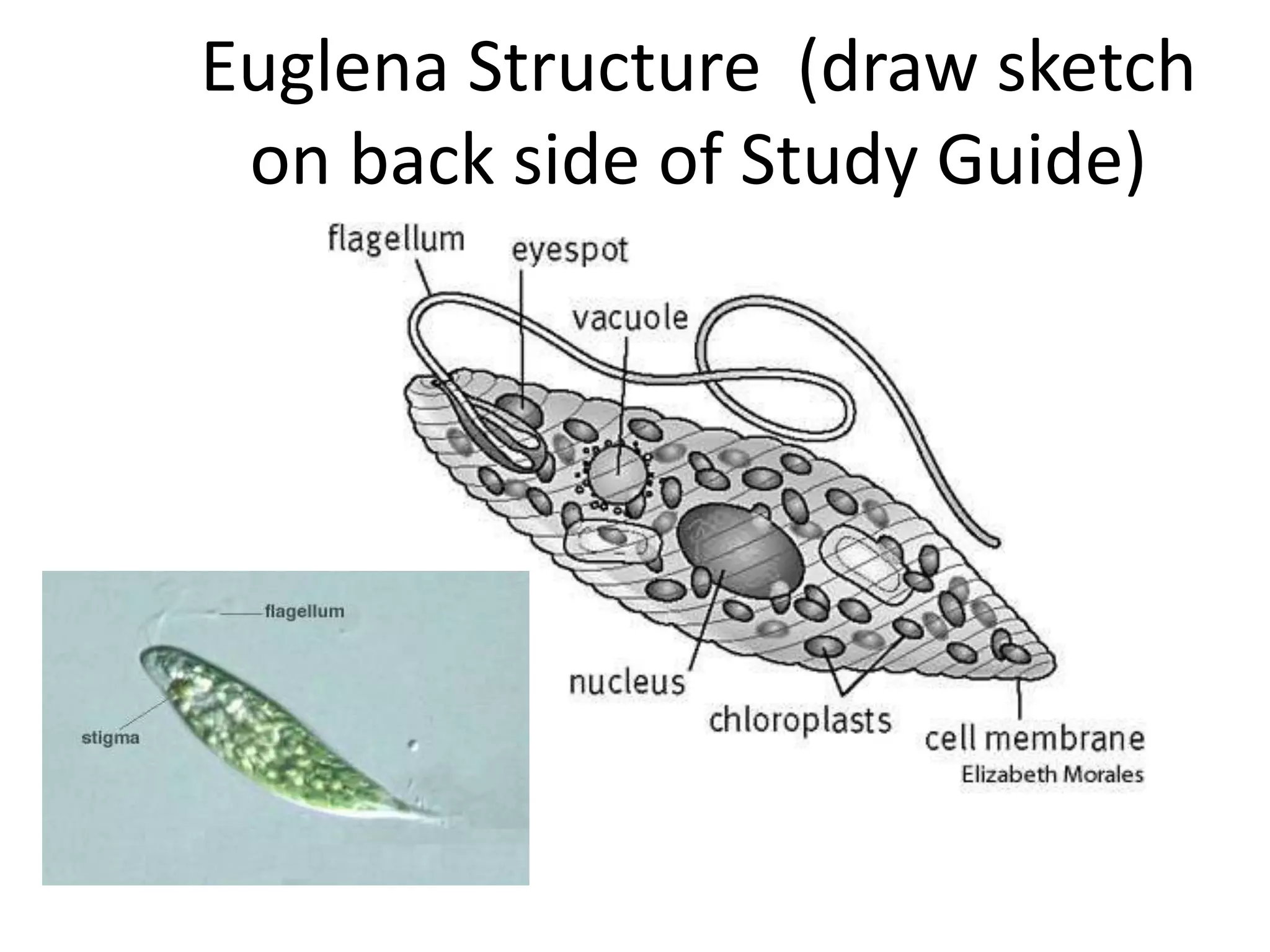 Euglena Structure (draw sketch
 on back side of Study Guide)
 