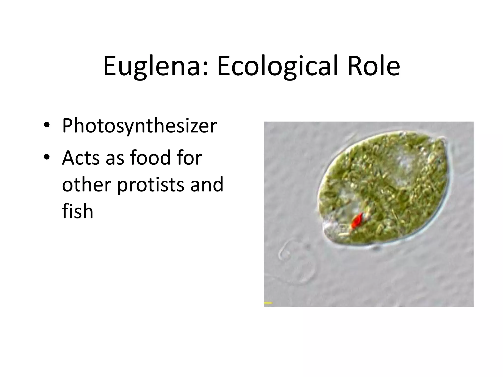 Euglena: Ecological Role
• Photosynthesizer
• Acts as food for
  other protists and
  fish
 