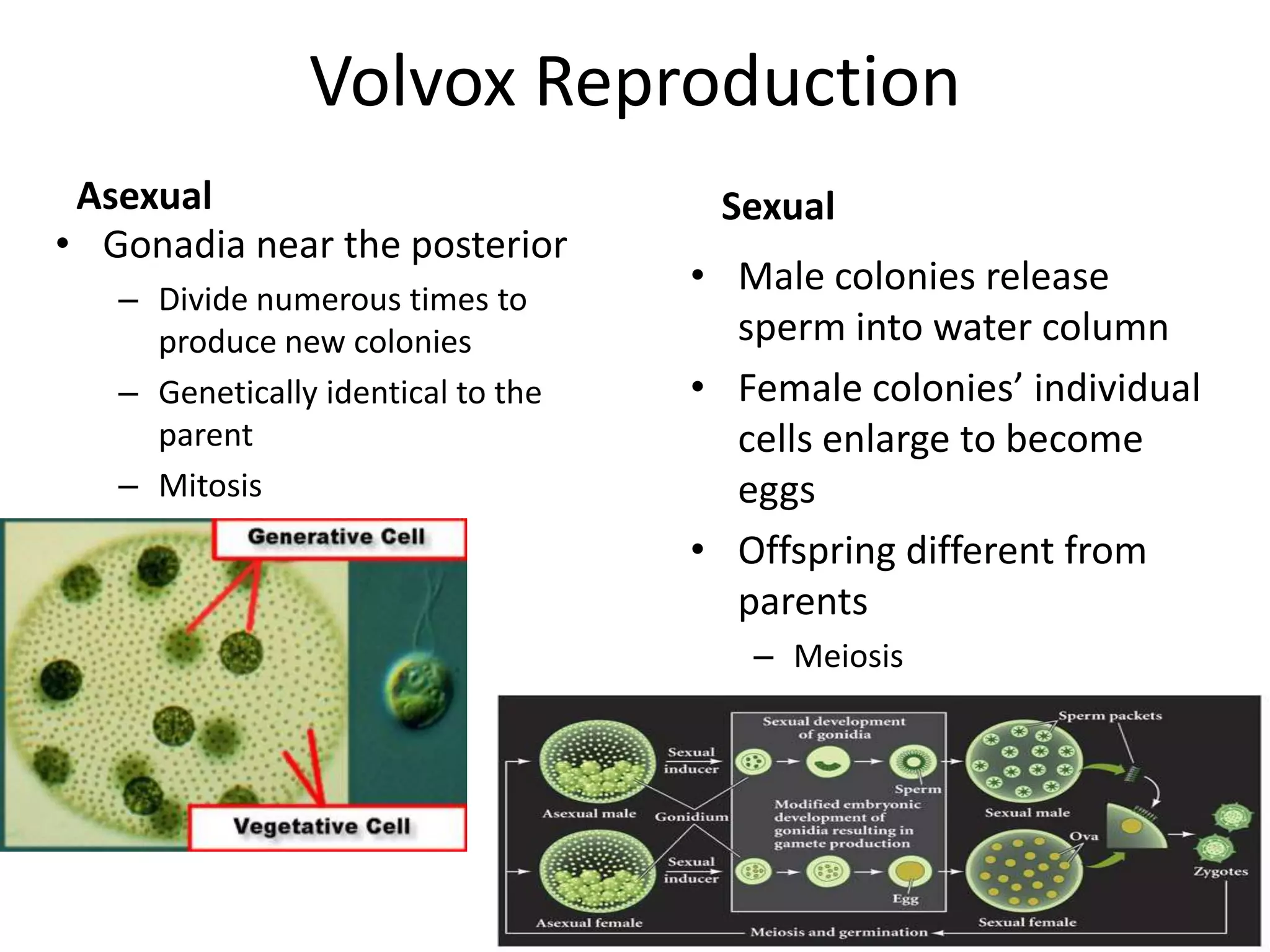 Volvox Reproduction
 Asexual                             Sexual
• Gonadia near the posterior
   – Divide numerous times to
                                    • Male colonies release
     produce new colonies             sperm into water column
   – Genetically identical to the   • Female colonies’ individual
     parent                           cells enlarge to become
   – Mitosis                          eggs
                                    • Offspring different from
                                      parents
                                       – Meiosis
 