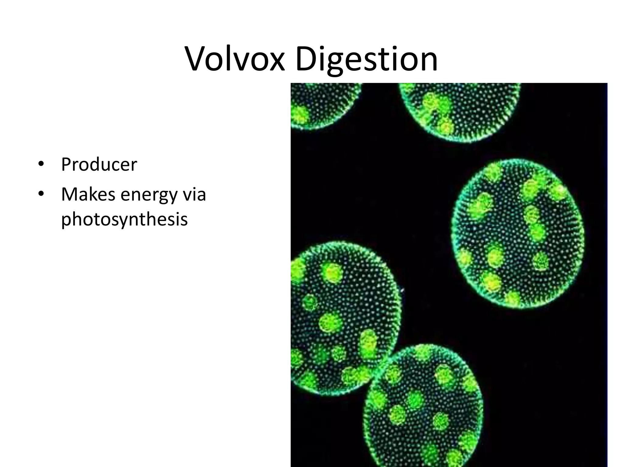 Volvox Digestion

• Producer
• Makes energy via
  photosynthesis
 