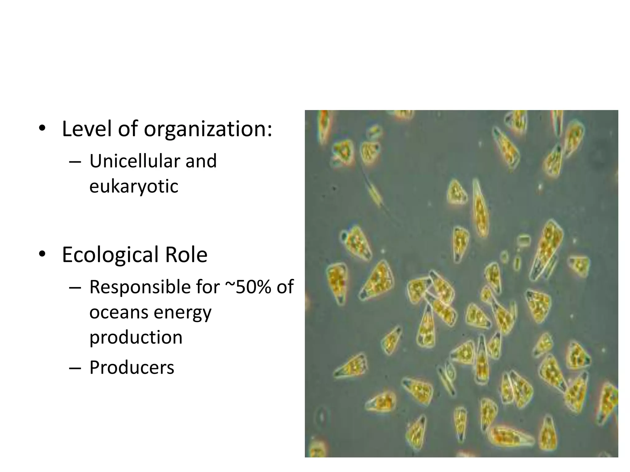 • Level of organization:
   – Unicellular and
     eukaryotic


• Ecological Role
   – Responsible for ~50% of
     oceans energy
     production
   – Producers
 