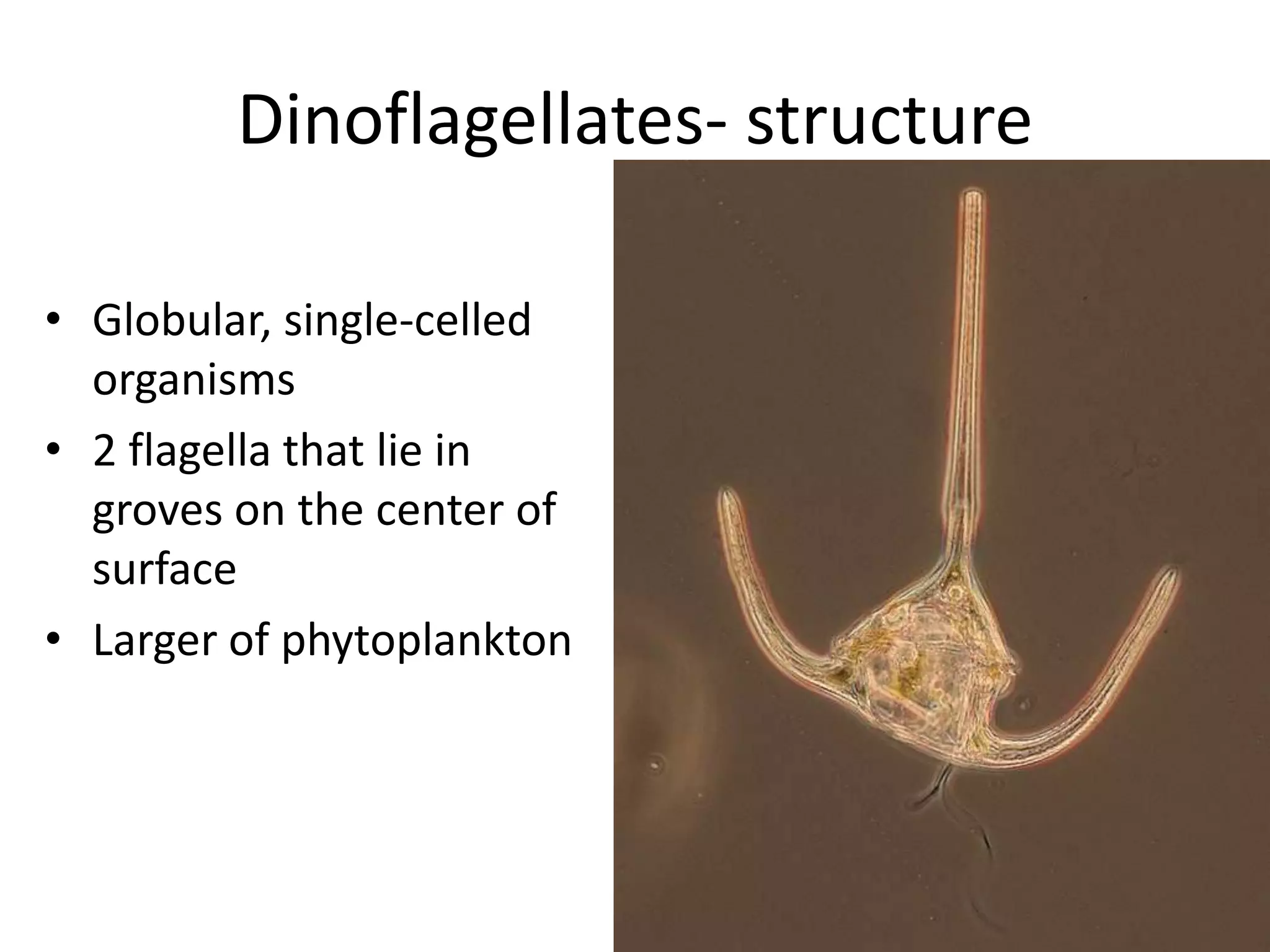 Dinoflagellates- structure

• Globular, single-celled
  organisms
• 2 flagella that lie in
  groves on the center of
  surface
• Larger of phytoplankton
 